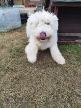 LOTUS, Hund, Komondor-Mix in Slowakische Republik - Bild 6