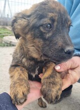 OTTO, Hund, Mischlingshund in Rumänien - Bild 6