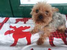 LITTY, Hund, Yorkshire Terrier-Mix in Slowakische Republik - Bild 1