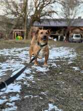 RUDZIK, Hund, Mischlingshund in Polen - Bild 1