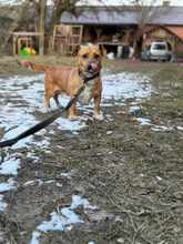 RUDZIK, Hund, Mischlingshund in Polen - Bild 2