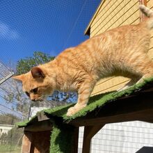 TANJA, Katze, Europäisch Kurzhaar in Bellheim - Bild 3