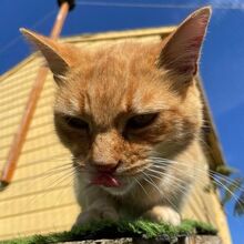 TANJA, Katze, Europäisch Kurzhaar in Bellheim - Bild 4