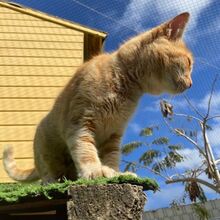 TANJA, Katze, Europäisch Kurzhaar in Bellheim - Bild 5