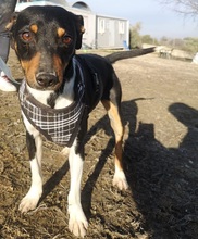 RUFUS, Hund, Mischlingshund in Spanien - Bild 1