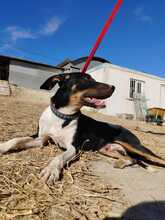 RUFUS, Hund, Mischlingshund in Spanien - Bild 10