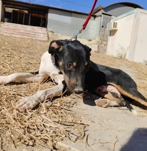 RUFUS, Hund, Mischlingshund in Spanien - Bild 12