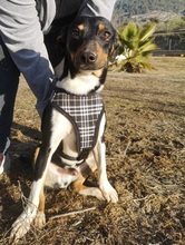 RUFUS, Hund, Mischlingshund in Spanien - Bild 3