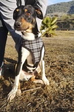 RUFUS, Hund, Mischlingshund in Spanien - Bild 5