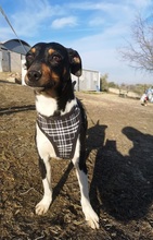 RUFUS, Hund, Mischlingshund in Spanien - Bild 7