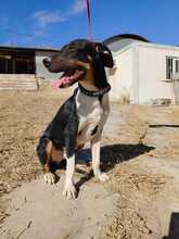 RUFUS, Hund, Mischlingshund in Spanien - Bild 9