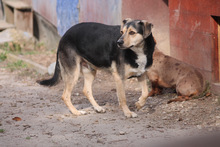 VALENTIN, Hund, Mischlingshund in Marsberg - Bild 2