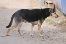 VALENTIN, Hund, Mischlingshund in Marsberg - Bild 4