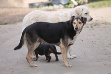 VALENTIN, Hund, Mischlingshund in Marsberg - Bild 5