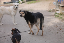 VALENTIN, Hund, Mischlingshund in Marsberg - Bild 6