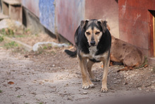 VALENTIN, Hund, Mischlingshund in Marsberg - Bild 8