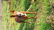 OKU, Hund, Podenco-Mischling in Spanien - Bild 1