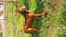 OKU, Hund, Podenco-Mischling in Spanien - Bild 2