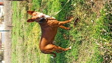 OKU, Hund, Podenco-Mischling in Spanien - Bild 3