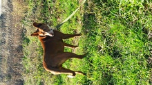 OKU, Hund, Podenco-Mischling in Spanien - Bild 4