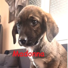 MADONNA, Hund, Mischlingshund in Griechenland - Bild 1