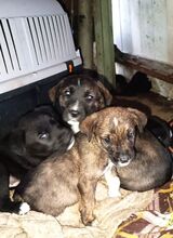 MADONNA, Hund, Mischlingshund in Griechenland - Bild 25