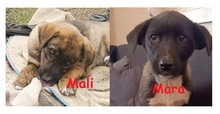 MADONNA, Hund, Mischlingshund in Griechenland - Bild 28