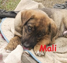 MALI, Hund, Mischlingshund in Griechenland - Bild 1