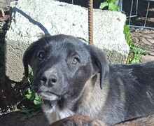 MARA, Hund, Mischlingshund in Griechenland - Bild 20