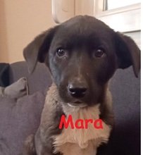 MARA, Hund, Mischlingshund in Griechenland - Bild 21
