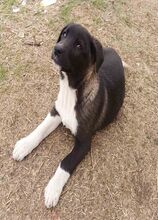 MARA, Hund, Mischlingshund in Griechenland - Bild 22