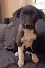 MARA, Hund, Mischlingshund in Griechenland - Bild 23
