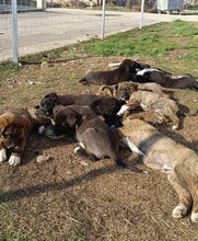 MARA, Hund, Mischlingshund in Griechenland - Bild 24