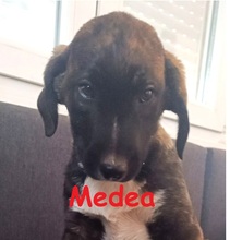 MEDEA, Hund, Mischlingshund in Griechenland - Bild 1