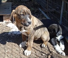 MELPO, Hund, Mischlingshund in Griechenland - Bild 25