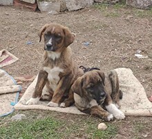MELPO, Hund, Mischlingshund in Griechenland - Bild 26