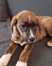 MELPO, Hund, Mischlingshund in Griechenland - Bild 27
