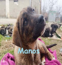 MANOS, Hund, Mischlingshund in Griechenland - Bild 14