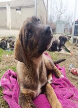 MANOS, Hund, Mischlingshund in Griechenland - Bild 15