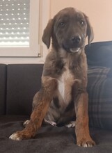 MANOS, Hund, Mischlingshund in Griechenland - Bild 16