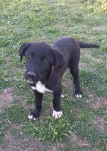 MARLEY, Hund, Mischlingshund in Griechenland - Bild 17