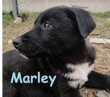 MARLEY, Hund, Mischlingshund in Griechenland - Bild 18
