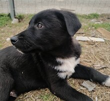 MARLEY, Hund, Mischlingshund in Griechenland - Bild 3