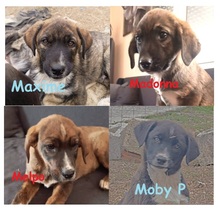 MOBYP, Hund, Mischlingshund in Griechenland - Bild 28