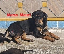 MOBYP, Hund, Mischlingshund in Griechenland - Bild 31