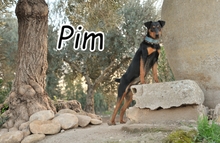 PIM, Hund, Pinscher Mischling in Spanien - Bild 1