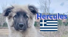 HERCULES, Hund, Griechischer Hirtenhund in Griechenland - Bild 1