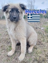 HERCULES, Hund, Griechischer Hirtenhund in Griechenland - Bild 2