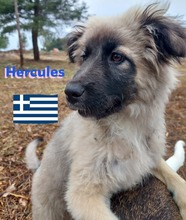 HERCULES, Hund, Griechischer Hirtenhund in Griechenland - Bild 3