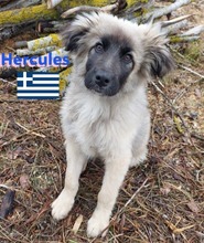 HERCULES, Hund, Griechischer Hirtenhund in Griechenland - Bild 4